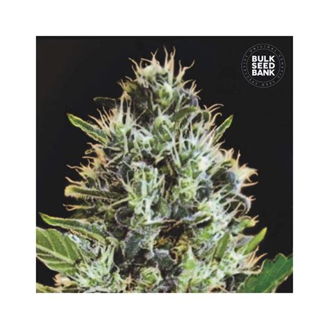 Bulk Seeds Bank Auto Sunmango Indras Planet 18 00