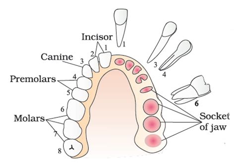 Human teeth and dental decay - Biology Notes for IGCSE 2014