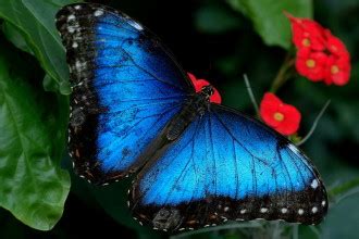 iridescent blue morpho butterfly : Biological Science Picture Directory ...