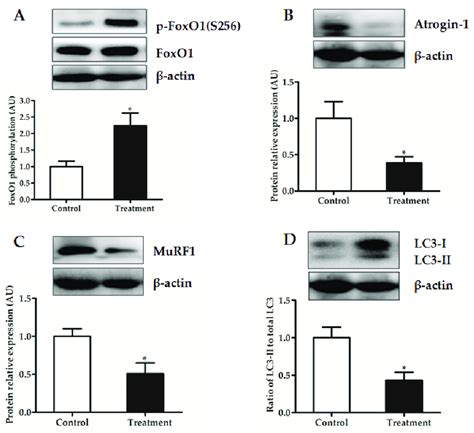 Phosphorylation Of Akt At Ser A Mtor At Ser B And S K