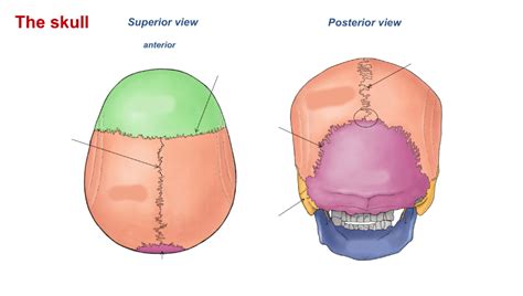 Skull - Sutures Diagram | Quizlet