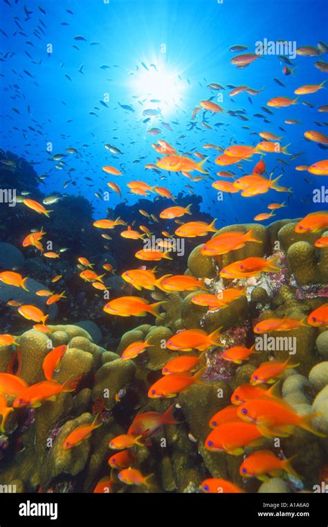 School of fish Anthias, scuba, diving, ocean, marine life, fish, colorful, color, sun beams ...