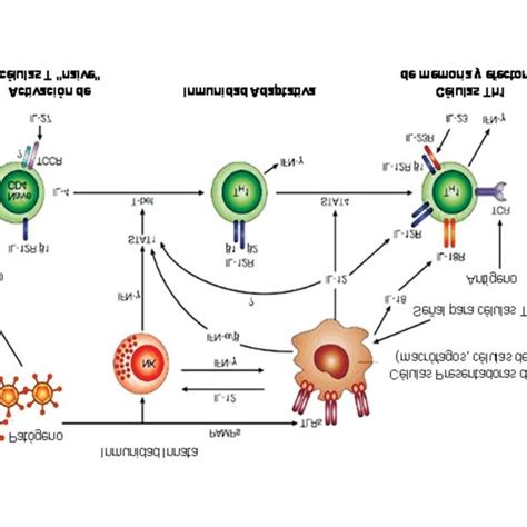 Regulación de citocinas en la respuesta inmune antiviral Las citocinas