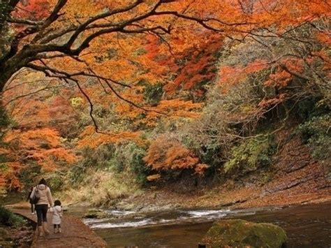 養老渓谷の紅葉｜紅葉情報2022