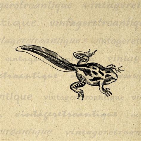 tadpole Frog Illustration Vintage Clip Art Vintage, Vintage Artwork ...