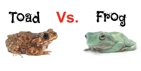 Frogs Vs Toads Backwater Reptiles Blog