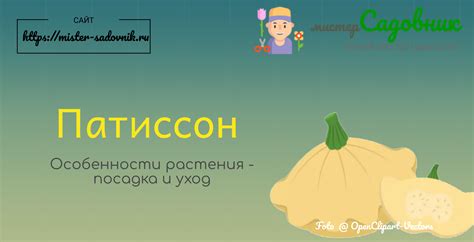 Как выращивать патиссоны из семян в открытом грунте и на рассаду