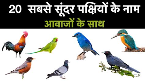 Pakshiyon Ke Naam Hindi Mein Birds Name In Hindi