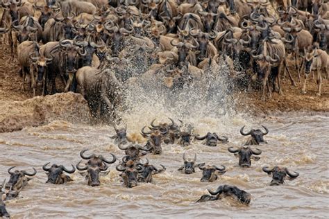 Masai Mara Wildebeest Migration - Royal Star Expeditions