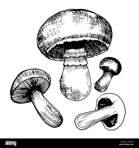 Champignons Mushrooms Black And White Set With Of Different Shapes And