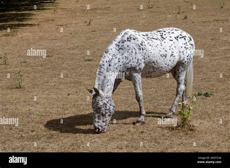 Grey Appaloosa Horse