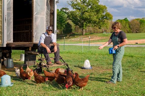 Top 5 beginner-friendly chicken breeds to raise for egg