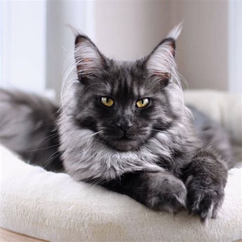 Maine Coon Cat With Blue Eyes Psq