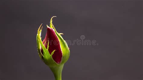 Single Beautiful Red Rose Isolated On Dark Background Stock Image