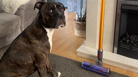 My favourite Dyson pet vacuum is cheaper than Shark with £100 off for Black Friday - Bethan ...