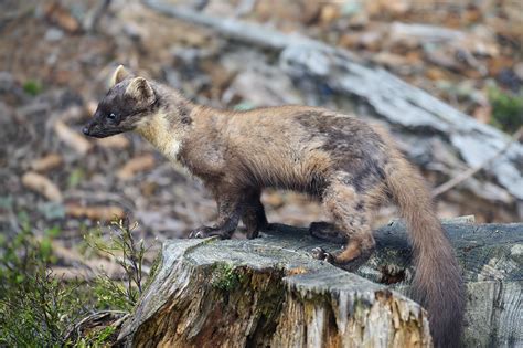 Pine Marten Martre Des Pins Martes Martes Photograph T Flickr