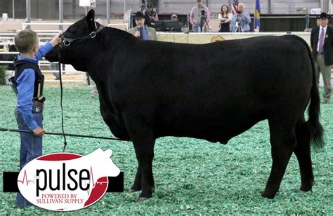 San Antonio Stock Show Market Steers Angus Lautner Farms