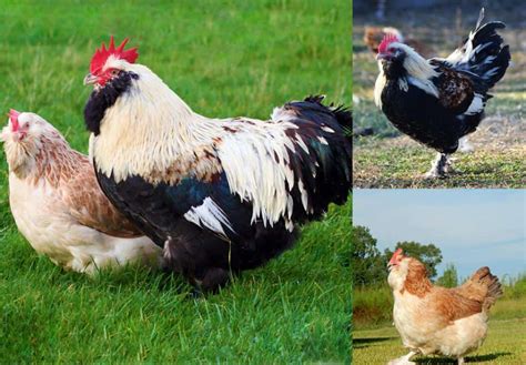 Top 14 Most Beautiful Chicken Breeds With Pictures