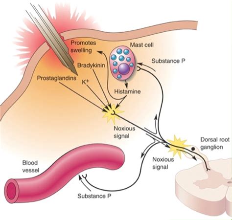 how to pronounce nociception