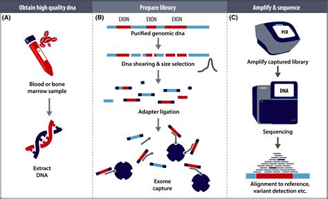 A Decade With Whole Exome Sequencing In Haematology Hansen 2020