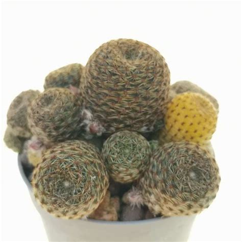 Rebutia Heliosa Var Condorensis Cv Rubrispina F Variegata Cm