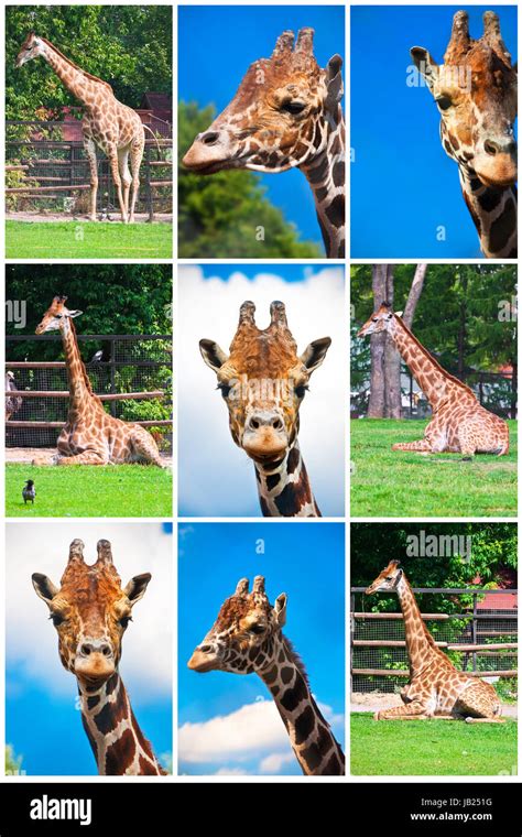 Portraits of big African giraffes in zoo Stock Photo - Alamy