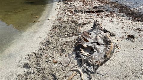 The need to feed manatees points to humans' environmental failures