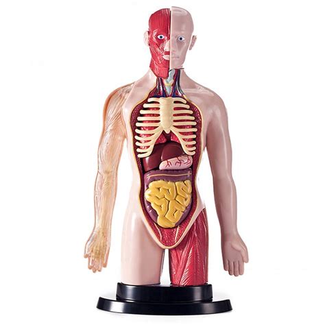 Buy Educational Model Human Torso Body Model Trunk Torso Anatomical