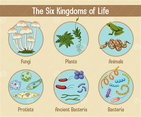 Science Poster of Six Kingdoms of Life Stock Vector - Illustration of learn, animalia: 224876914