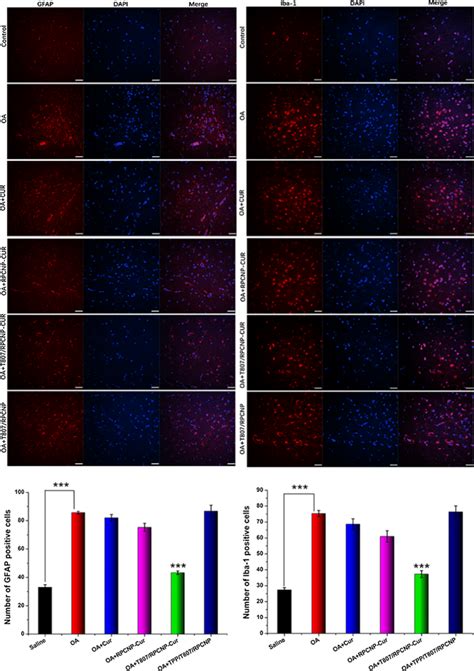 Immunohistochemical Staining With Gfap Iba 1 In Each Group