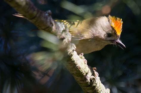 My favourite bird - the Goldcrest. This female is displaying. She ...