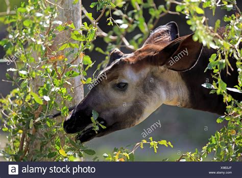 Okapi Eating Leaves High Resolution Stock Photography and Images - Alamy