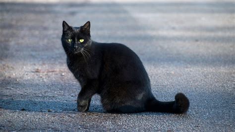 Superstitions from each state, from owl omens to Hawaii rocks