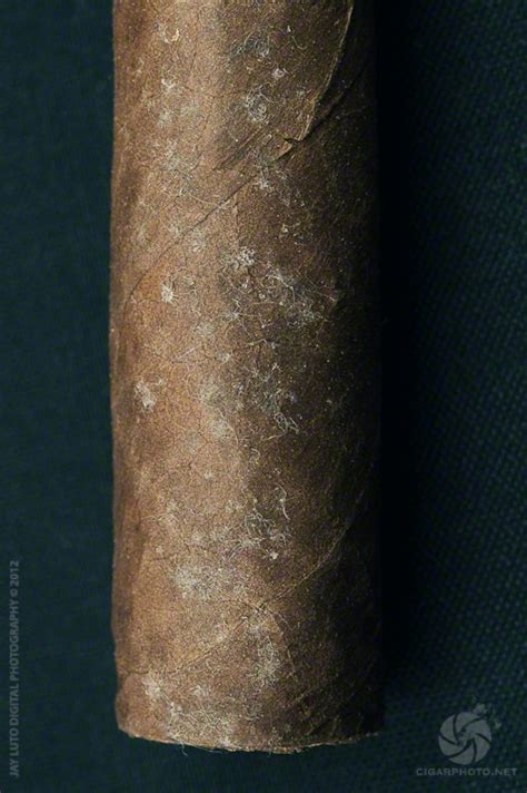 Cigar Plume Vs Mold Cigar Photography