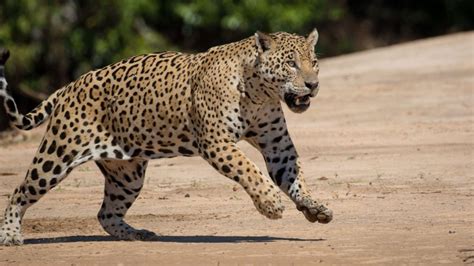 Felinos do Brasil conheça 9 espécies de gatos selvagens e seus