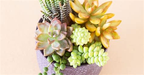 Can succulents survive outside in the winter? | Succulents and Sunshine