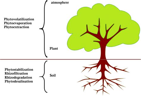 Phytoremediation Mechanisms Involved For Heavy Metal Contaminants