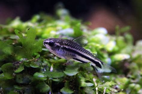 Pygmy Cory Care: Size, Tank Mates, Diet & More!