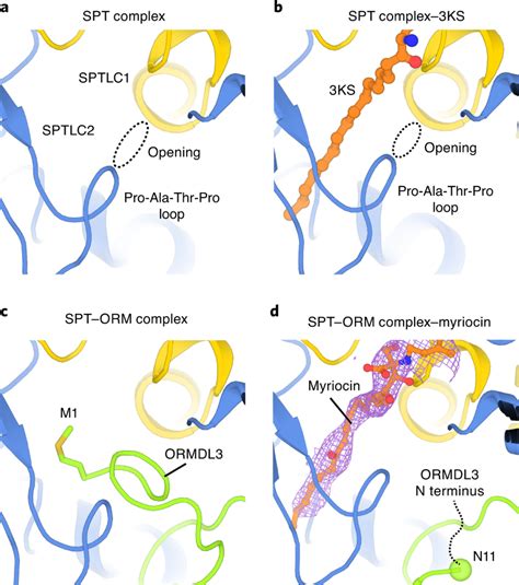 Regulation By Ormdl A An Opening That Potentially Allows Substrate