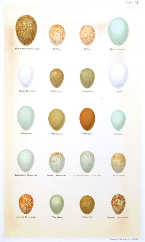 Bird In Everything: Identifying Birds Eggs