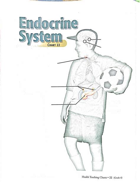 Abeka Health Teaching Charts Endocrine System Diagram Quizlet