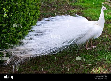 Albino vogel Fotos und Bildmaterial in hoher Auflösung Alamy