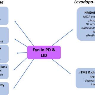 The Role Of Fyn In Parkinsons Disease Pathogenesis Fyn Can