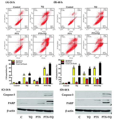 Apoptosis Necrosis Assessment In T47D Cells After Exposure To PTX TQ