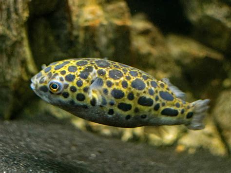 Leopard Puffer Fish Care (Dichotomyctere nigroviridis) - Fish Laboratory