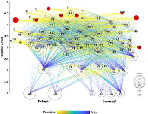 Flow diagram of the Mediterranean Sea ecosystem (1995 period). Each ...