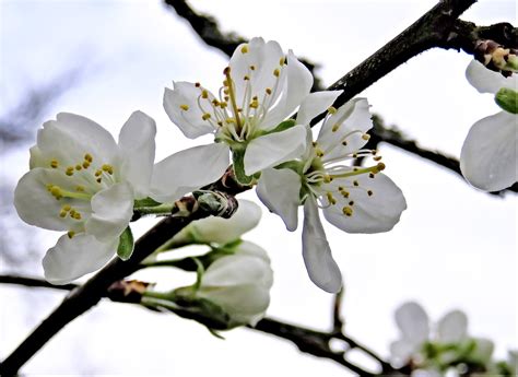 Blossom Plum Tree Fruit - Free photo on Pixabay - Pixabay