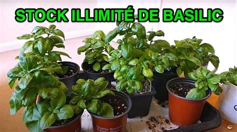 L Astuce Pour Faire Pousser Du Basilic En Int Rieur Et En Avoir L