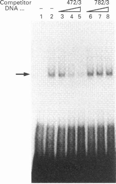 Figure 1 From An Upstream Stimulatory Factor USF Binding Motif Is