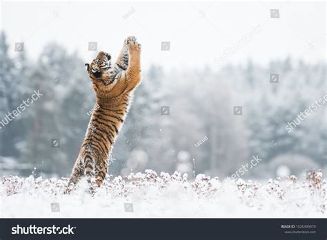 Young Siberian Tiger Playing Snow Stock Photo 1026399370 | Shutterstock